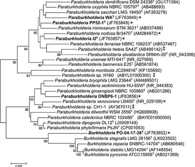 Volcanic Soils as Sources of Novel CO-Oxidizing Paraburkholderia and Burkholderia: Paraburkholderia hiiakae sp. nov., Paraburkholderia metrosideri sp. nov., Paraburkholderia paradisi sp. nov., Paraburkholderia peleae sp. nov., and Burkholderia alpina sp. nov. a Member of the Burkholderia cepacia Complex